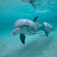 pic for Bottlenose Dolphins